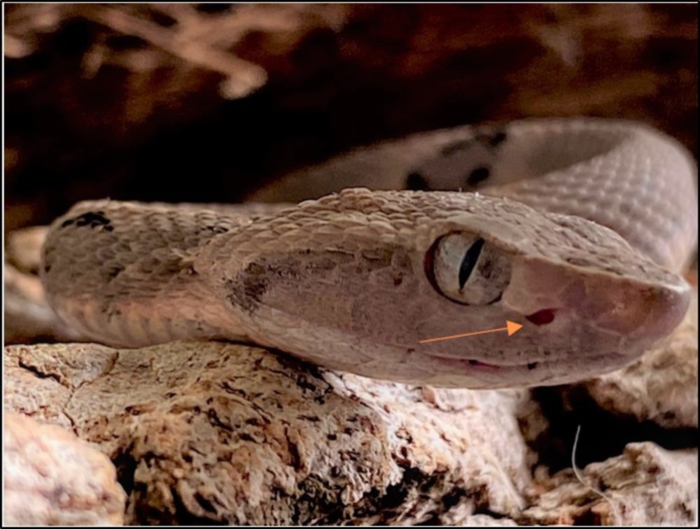 Jararaca da espécie Bothrops moojeni tem o cerrado como um dos seus habitats; popularmente chamada de Caiçaca, Jacuruçu ou Jararacão