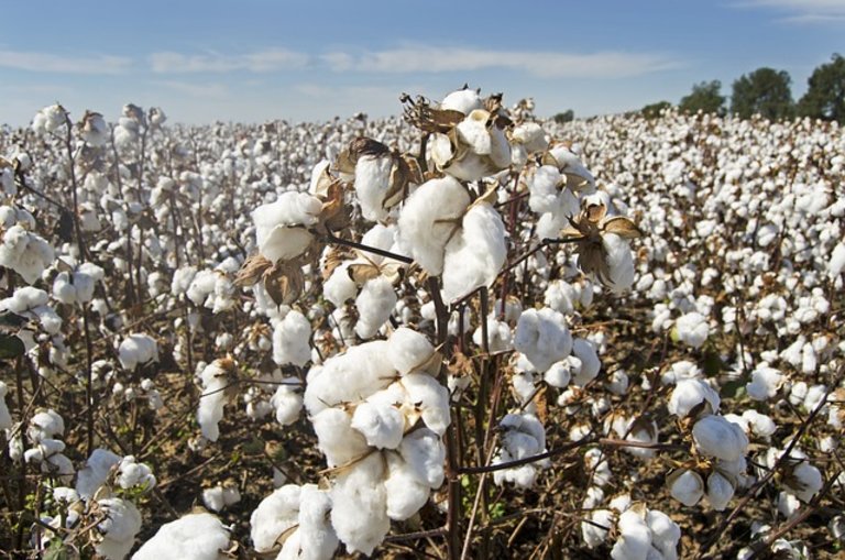 Para o algodão, a primeira previsão indica crescimento de 2,9% na área a ser semeada da fibra, totalizando 1,71 milhão de hectares,.