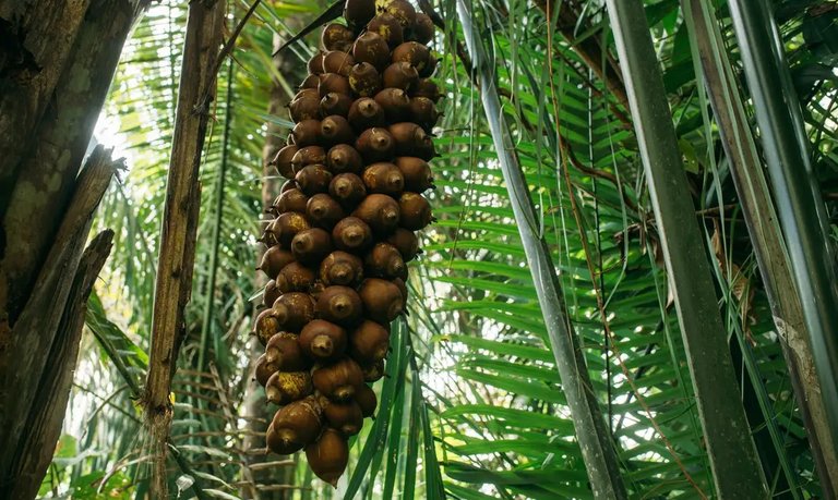 Trabalhadoras vivem na região do Bico do Papagaio, no Tocantins.