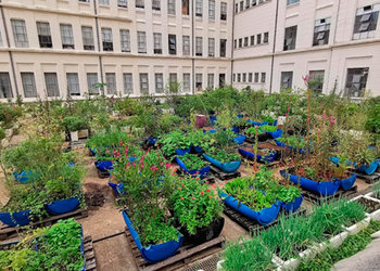 Horta comunitária na Faculdade de Medicina da Universidade de São Paulo