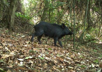 Javali em área de Cerrado no nordeste paulista: mamíferos exóticos, prejudiciais a lavouras e espécies nativas, estão mais presentes em locais de monocultura e pouca vegetação nativa