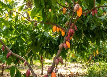 Produção de cacau no oeste da Bahia. 