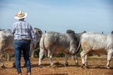 Julgamento dos touros na Prova da raça Brahman|