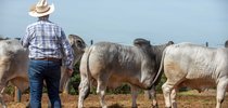 Julgamento dos touros na Prova da raça Brahman|
