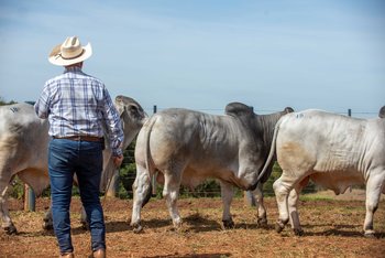 Julgamento dos touros na Prova da raça Brahman