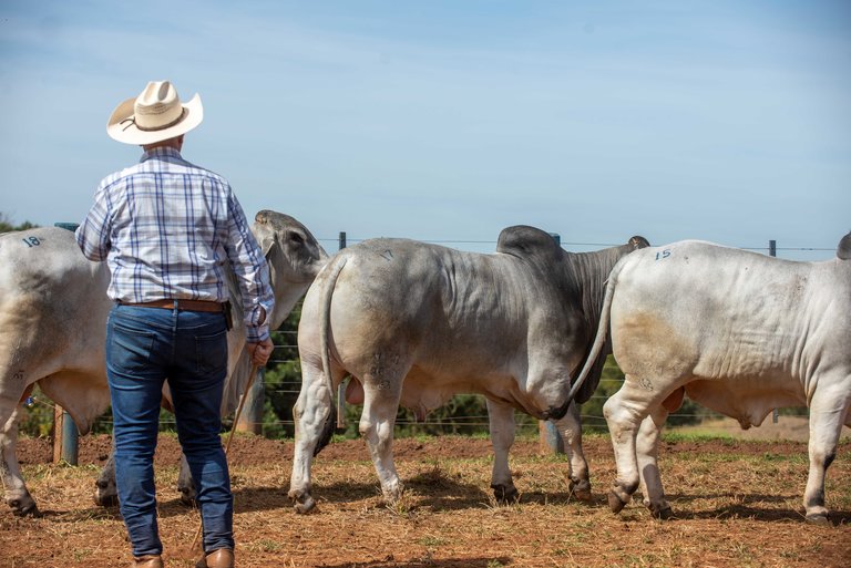 Julgamento dos touros na Prova da raça Brahman
