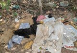|Facit / Fiscalização Ambiental