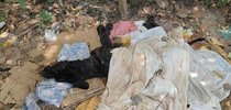 |Facit / Fiscalização Ambiental