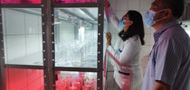 Pesquisadores Lucas Koshy Naoe e Ingrid Sara Silva Vieira no Laboratório de Biotecnologia e Cultura de Tecidos Vegetais.|Carlos de Bayma/SecomTO