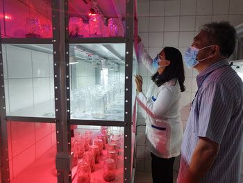 Pesquisadores Lucas Koshy Naoe e Ingrid Sara Silva Vieira no Laboratório de Biotecnologia e Cultura de Tecidos Vegetais.