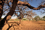 Plano pretende articular estratégias e ações para combater a desertificação, neutralizar a degradação da terra e mitigar efeitos da seca|Arquivo/Agência Brasil