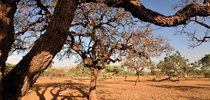 Plano pretende articular estratégias e ações para combater a desertificação, neutralizar a degradação da terra e mitigar efeitos da seca|Arquivo/Agência Brasil