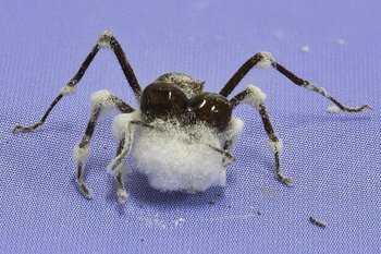 Soldado de Atta laevigata morta pelo fungo Beauveria bassiana.