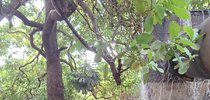 |Divulgação ARP