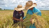 No caso do arroz, mesmo com redução na área semeada, há expectativa de manutenção da boa oferta do grão no mercado interno|Juliano Ribeiro/SecomTO