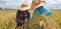 Mesmo com a redução na área semeada, há expectativa de manutenção de boa oferta de arroz no mercado interno|Juliano Ribeiro/SecomTO