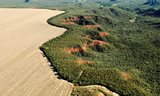  O cerrado é um dos biomas que mais tem perdido vegetação nativa|Adriano Gambarini/WWF Brasil