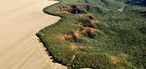  O cerrado é um dos biomas que mais tem perdido vegetação nativa|Adriano Gambarini/WWF Brasil