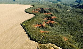  O cerrado é um dos biomas que mais tem perdido vegetação nativa
