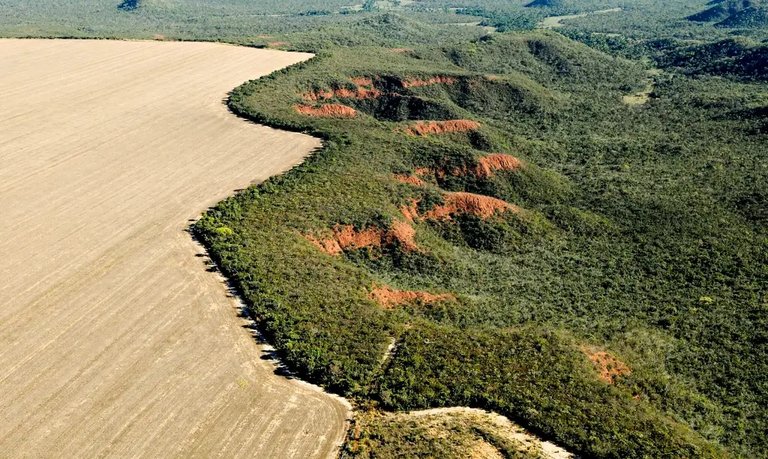  O cerrado é um dos biomas que mais tem perdido vegetação nativa