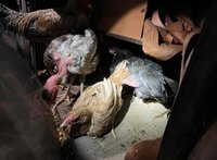 |Divulgação PRF/TO