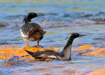 Em 2024, o Naturatins instituiu o Programa de Monitoramento e Conservação do Pato-Mergulhão (Pro PaTO).|Marcelo Barbosa/SecomTO