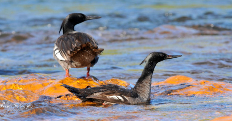 Em 2024, o Naturatins instituiu o Programa de Monitoramento e Conservação do Pato-Mergulhão (Pro PaTO).|Marcelo Barbosa/SecomTO