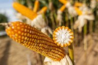  Mato Grosso foi o maior produtor nacional de grãos em 2025|Wenderson Araujo/CNA