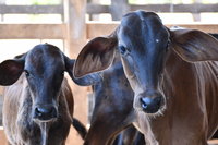 |Majuh Souza/AdapecTO