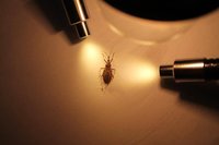 |Divulgação Três Comunicação