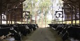 Vacas Girolando em sistema de confinamento free stall|