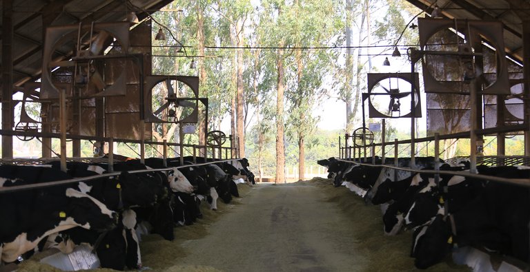 Vacas Girolando em sistema de confinamento free stall