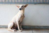 |Lia Mara/Secom Palmas 