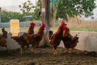 |Keven Lopes/Adapec-TO