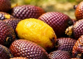 |Divulgação Sebrae/TO