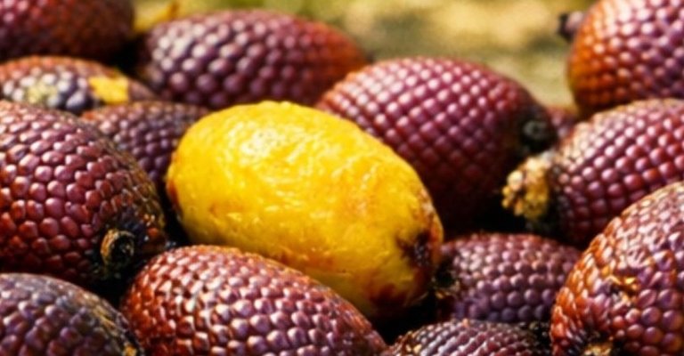 |Divulgação Sebrae/TO