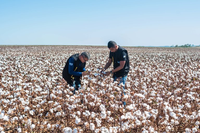 Adapec fiscaliza a produção, beneficiamento, armazenamento, transporte e comercialização do algodão e seus subprodutos no Tocantins