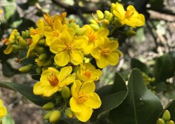Ouratea spectabilis, espécie nativa do Cerrado 