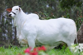 Carina FIV do Kado, quatro vezes grande campeã nacional da raça Nelore, terá filhos ofertados