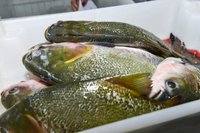 |Lia Mara/Secom Palmas 