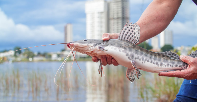 |Thiago Santos/Secom Araguaína