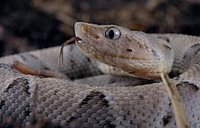 |Divulgação SES/TO