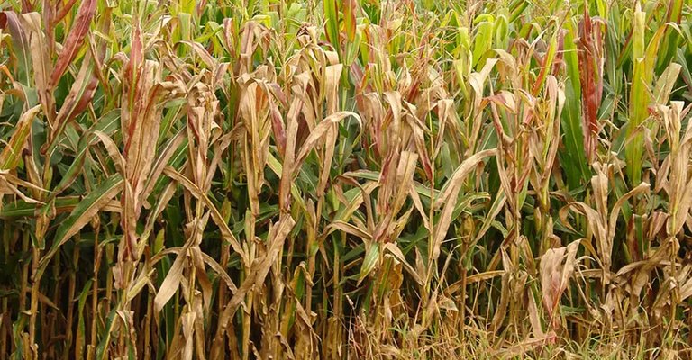 |Charles Oliveira/Embrapa