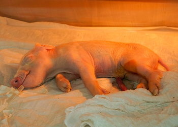 Uma das vantagens da linhagem de suínos escolhida pelos pesquisadores para obter os órgãos é o crescimento rápido: com aproximadamente 7 meses de idade os animais já atingem o peso necessário ao transplante para um humano adulto com 80 quilos (Foto: Docme Comunicação para Genoma USP|