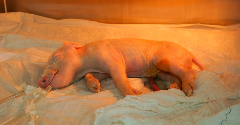 Uma das vantagens da linhagem de suínos escolhida pelos pesquisadores para obter os órgãos é o crescimento rápido: com aproximadamente 7 meses de idade os animais já atingem o peso necessário ao transplante para um humano adulto com 80 quilos (Foto: Docme Comunicação para Genoma USP|