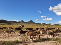 |Divulgação Larissa Vieira