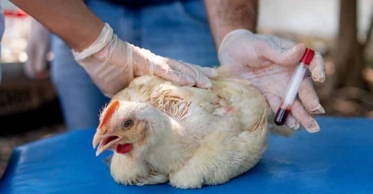 |Keven Lopes/Adapec-TO