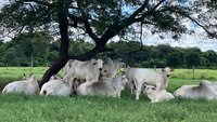 |Divulgação Kiw/AI