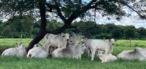 |Divulgação Kiw/AI