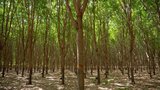 |Divulgação Green Talex